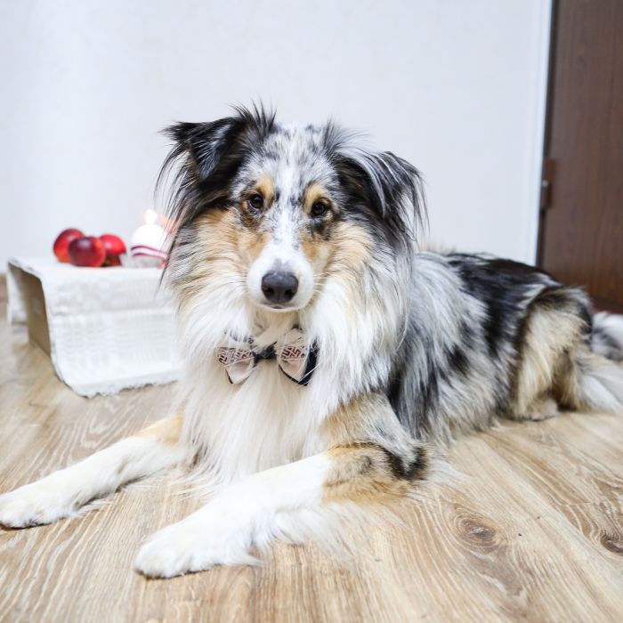 A merle dog lying on a wooden floor